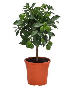 Limette 'Limequat'
