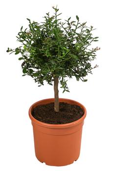 Dehner Gourmet Garten Fingerlimette, Rot