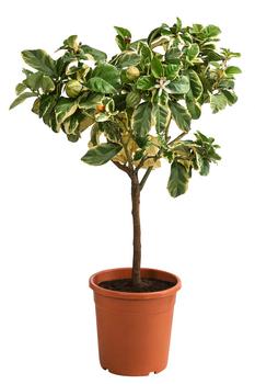 Weißbunte Zitrone 'Variegata'