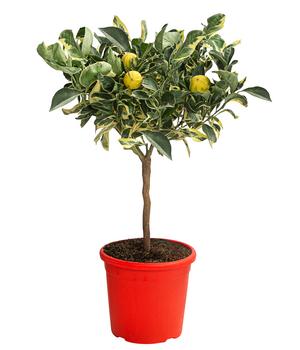 Weißbunte Orange 'Variegata'