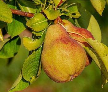 Sommerbirne 'Clapps Liebling' von Dehner, Gelb