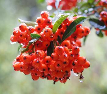 Eberesche 'Edulis' von Dehner, Orange