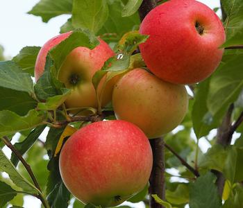 Winterapfel 'Ecolette' (S) von Dehner, Rot