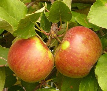 Herbstapfel 'Elstar' von Dehner, Rot