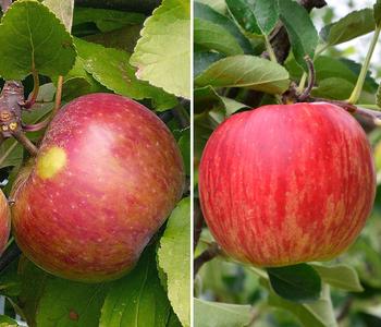 Apfel-Duo 'Elstar/Jonagold'