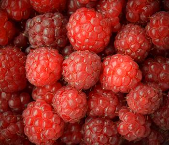 Himbeere 'Erntesegen'