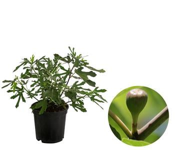 Feige 'Little Miss Figgy®'