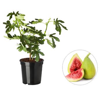 Echte Feige 'Dalmatie'