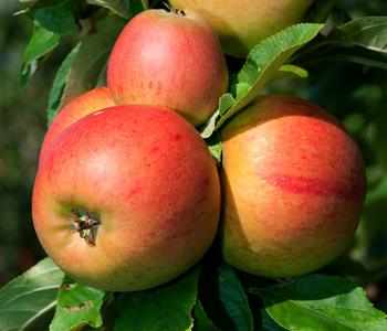 Winterapfel 'Goldparmäne'