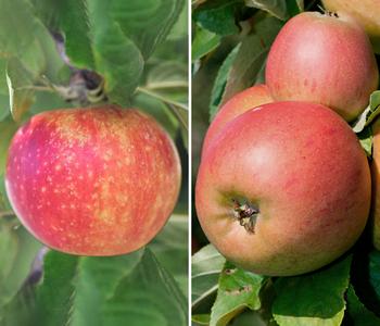 Apfel-Duo 'Alkmene/Goldparmäne' von Dehner, Rot