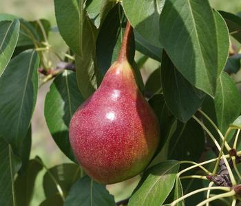 Sommerbirne 'Harrow Sweet'