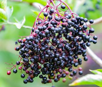 Großfruchtiger Holunder 'Haschberg'