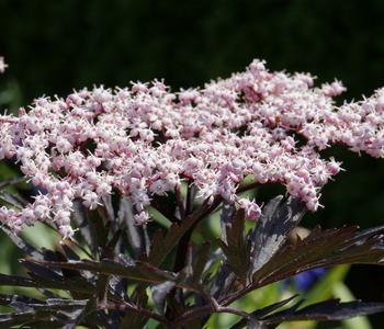Holunder 'Black Tower'