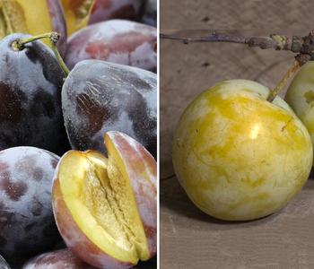 Zwetschgen-Duo 'Hauszwetschge/Oullins Reneklode' von Dehner, Gelb