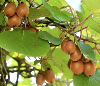 Kiwi 'Hayward', weiblich