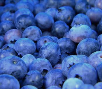 Heidelbeere 'Reka®'