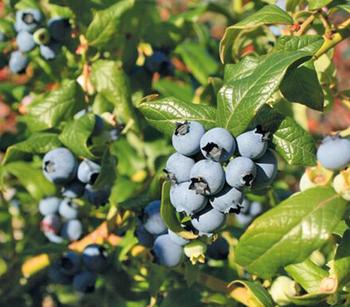 Heidelbeere 'Hortblue Petite®'