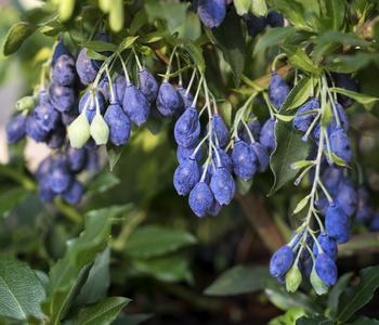 4-Monats-Heidelbeere 'Lucky Berry®'