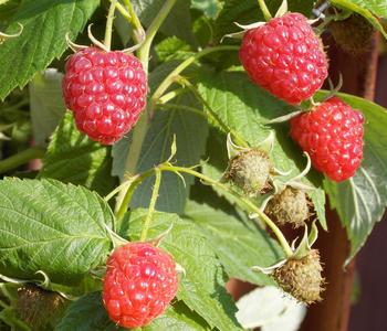 Bio Himbeere 'Malling Promise'