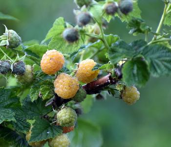 Himbeere 'Sugana TwoTimer ', gelb