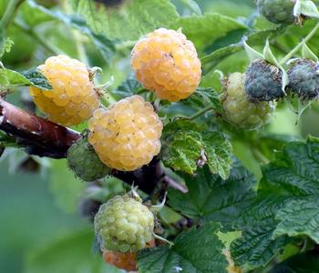 Bio Himbeere 'Sugana® Twotimer®', gelb