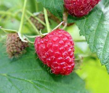 Bio Himbeere 'Sanibelle'®