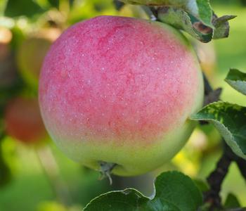 Herbstapfel 'Jakob Fischer'