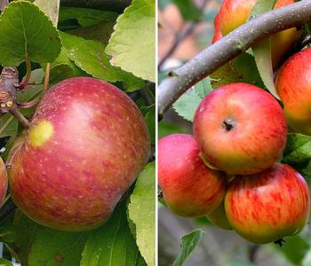 Apfel-Duo 'Elstar/James Grieve'