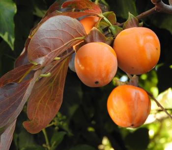 Kaki 'Rojo Brillante' von Dehner, Orange