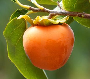 Kaki 'Ragno' von Dehner, Orange