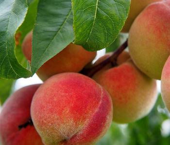 Pfirsich 'Kernechter vom Vorgebirge'