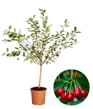 Zwergsauerkirsche 'Griotella' von Dehner, Dunkelrot