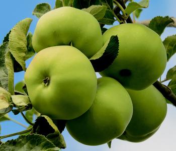Sommerapfel 'Klarapfel', weiß von Dehner, Grün