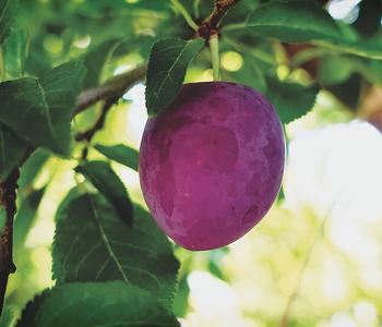 Pflaume 'Königin Viktoria'