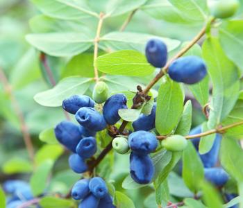 Sibirische Blaubeere 'MyBerry® Sweet'