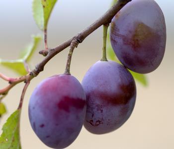 Säulenpflaume 'Marika' von Dehner, Lila