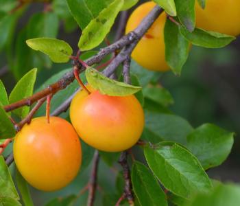 Zwetschge - Mirabelle 'Miroma' ®