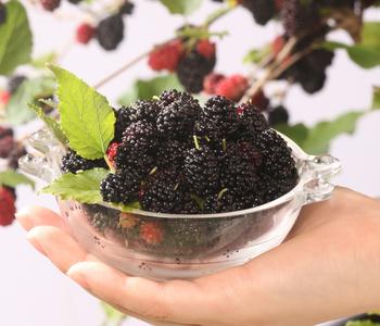 Maulbeere 'Mojo Berry'