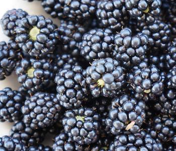 Brombeere 'Navaho®'