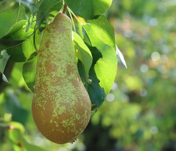 Winterbirne 'Novembra'