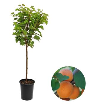 Zwergaprikose 'Kaluna' von Dehner, Apricot