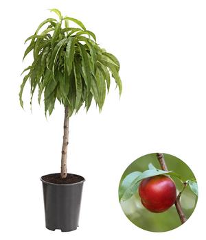 Zwergnektarine von Dehner, Orange / Dunkelrot