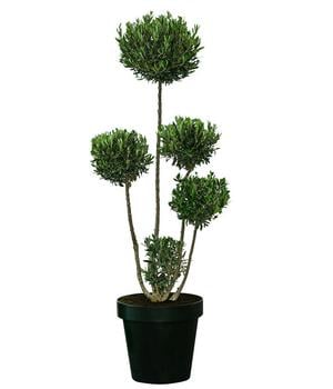 XXL Pompon-Olivenbaum, ca. 160-180 cm