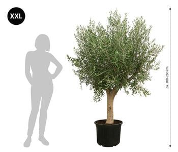 XXL Olivenbaum, ca. 200-250 cm | Dehner
