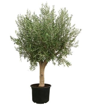 XXL Olivenbaum, ca. 200-250 cm von Dehner, Grün