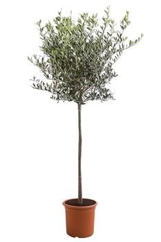 XXL Olivenstamm 'Leccino', ca. 180-200 cm