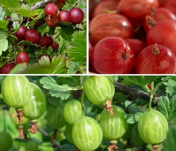 Stachelbeer-Set Aromabeeren, 3-teilig