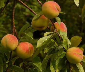 Pfirsich-Aprikose 'Pfirsicose®'