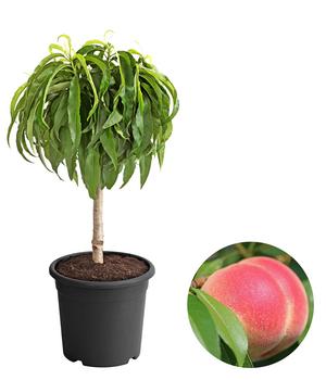 Zwergpfirsich 'Amber Pix Zee' von Dehner, Rosa / Apricot Hellrot Gelb