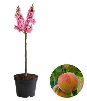 Zwergpfirsich 'Bonanza'